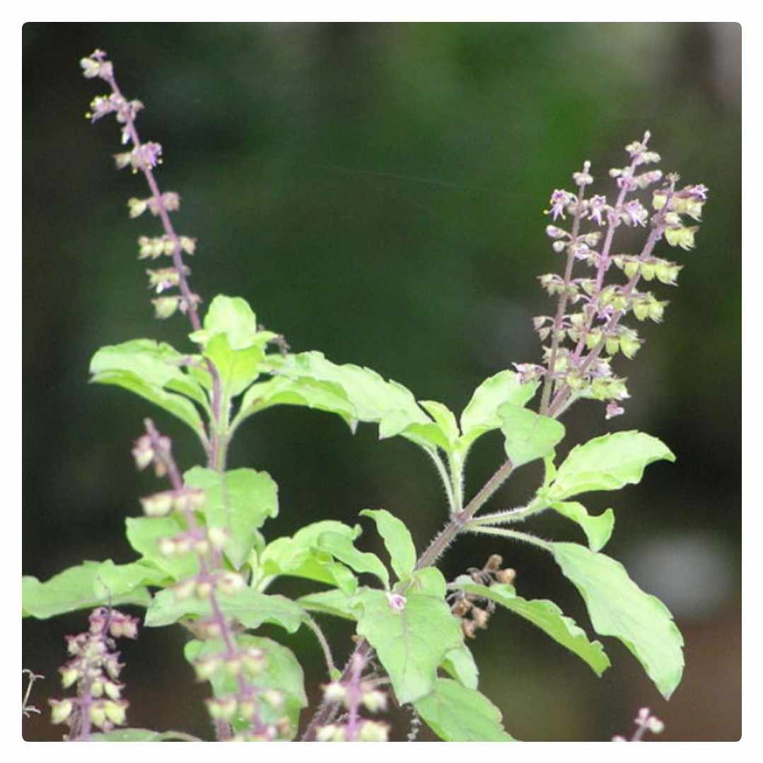 आज हरि बोधिनी एकादशी मनाइँदै