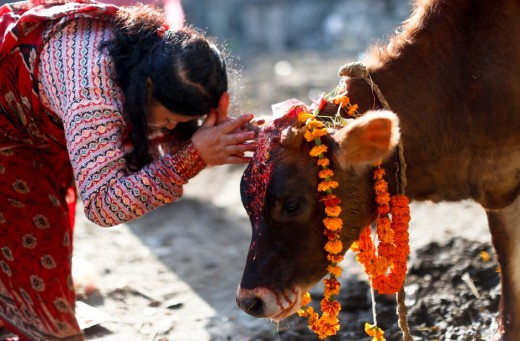 तिहारको चौथो दिन आज गोरु र गोवर्धन पूजा गरिँदै