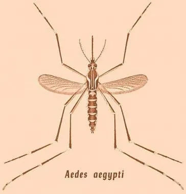 डेङ्गीको संक्रमण बढ्दो , एकको मृत्यु